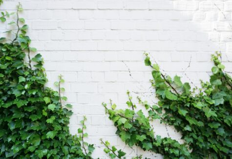 Ivy climbing on a white brick wall, symbolizing Ivy League colleges
